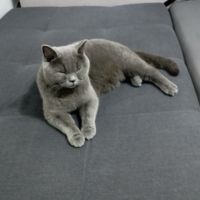 Продавам сини британски късокосмести котета, снимка 3 - Британска късокосместа - 45966062