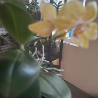 Орхидея Шедьовър Декорум , снимка 3 - Стайни растения - 44977342