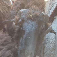 Продавам каракачански коч, снимка 3 - Овце - 45415891