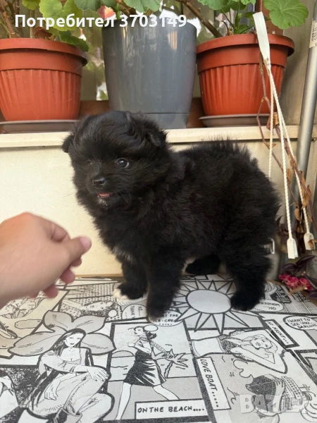 Померан, снимка 1