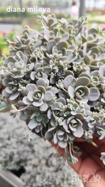 Седум Оростахис, Китайска шапка, Orostachys ‘Chinese Hat', снимка 1