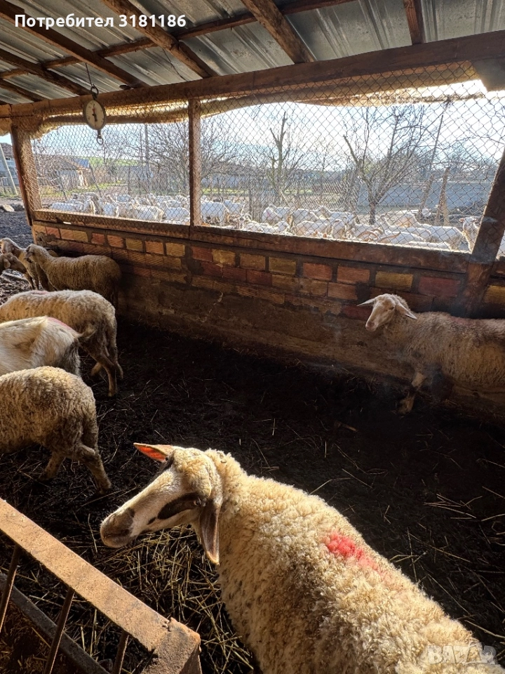 Продавам овце, снимка 1