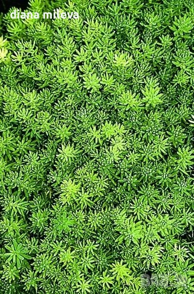Седум Хиспаникум, Испанска тлъстига, Sedum hispanicum, снимка 1