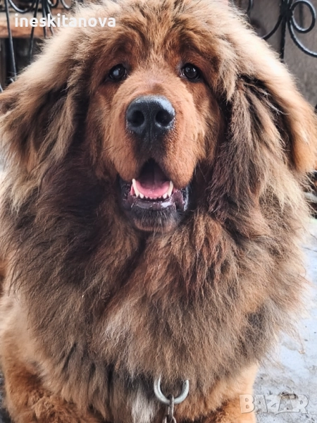 Тибетски мастиф , снимка 1