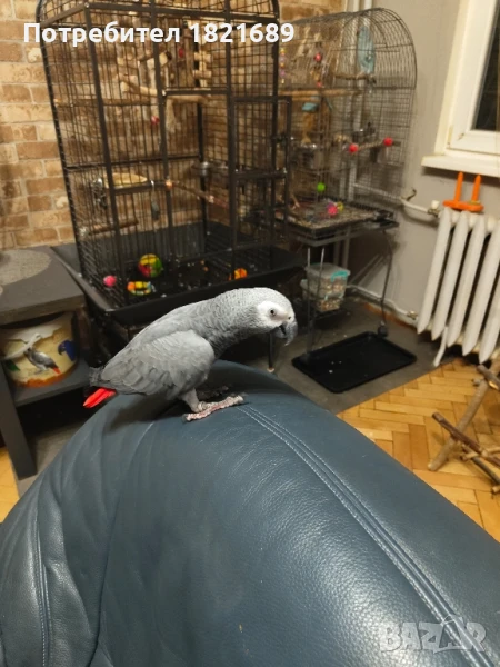 Папагал кралско жако, снимка 1