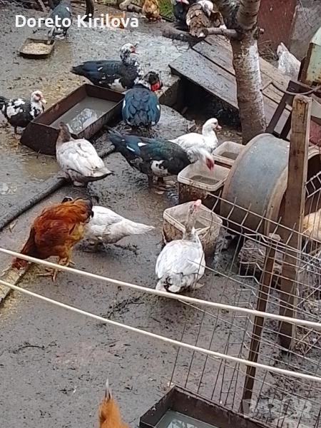 Продавам патици , снимка 1