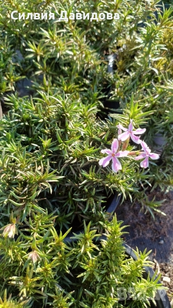 декоративни храсти и растения, снимка 1