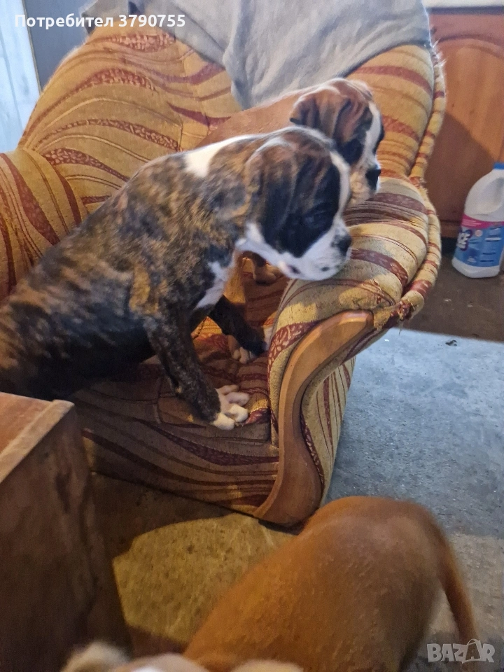 Боксер , снимка 1