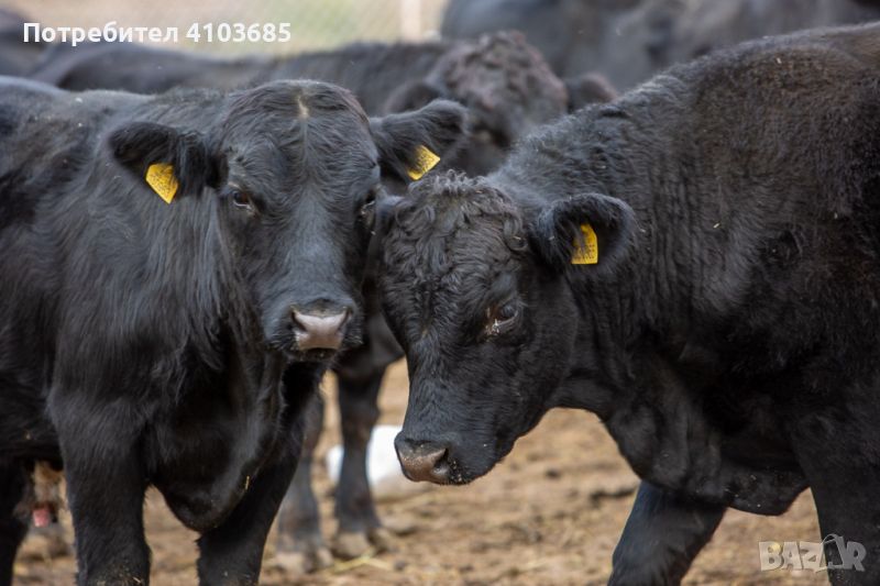 Продавам телета и крави порода Абърдийн Ангъс (Блек Ангъс), снимка 1