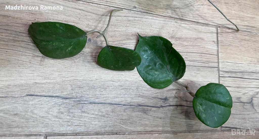 Hoya Balaensis , снимка 1