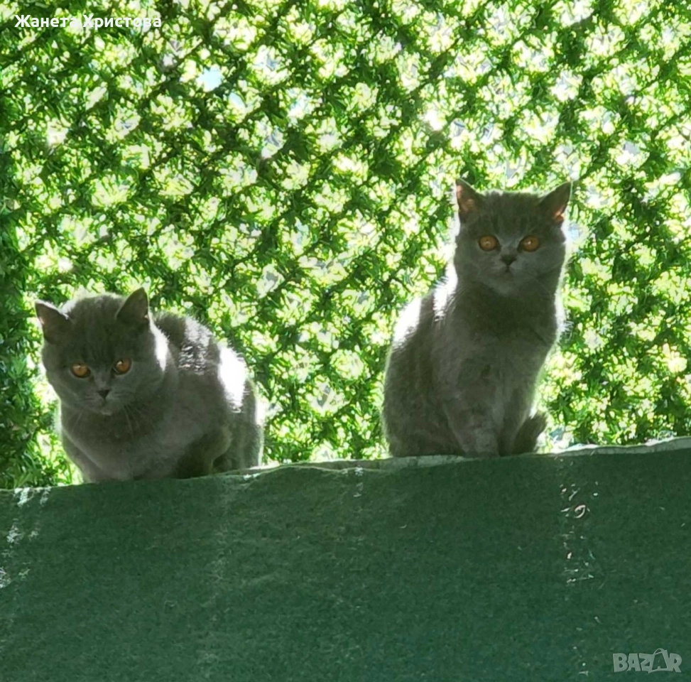 Продавам британски късокосмести котета , снимка 1
