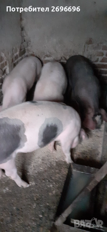 Продавам прасе, снимка 1