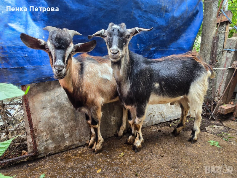 Продавам мъжки, женси  ярета и козички, снимка 1