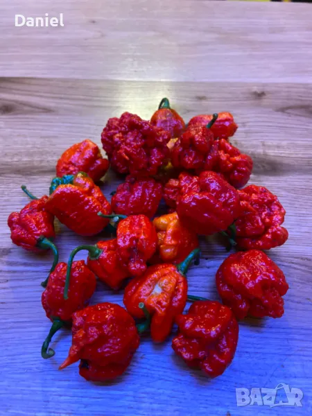 Carolina Reaper Каролина Рипер, снимка 1