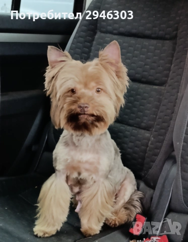 Йоркширски териери , снимка 7 - Йоркширски териер - 53280068