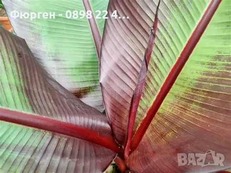 Банановото дърво на Абисиния - Червен Банан или етиопски банан Цена 32лв, снимка 2 - Разсади - 51148296