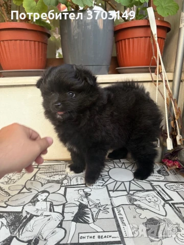 Померан, снимка 1