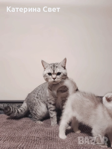 Чистокръвен шотландски клепоух, мъжко 3 месеца , снимка 8 - Британска късокосместа - 52446026