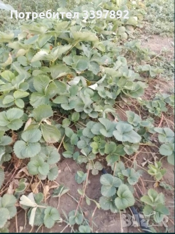 Разсад ягоди сорт Априка и Клери от производител, снимка 2 - Разсади - 51717260