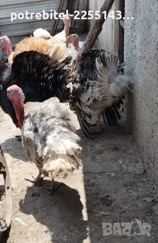 Пуешки яйца-2 Евро броя. , снимка 8 - други­ - 53889875