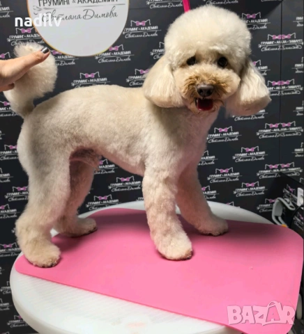 Мини пудел търси дама