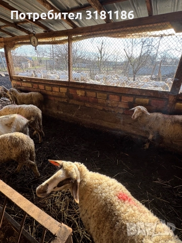 Продавам овце