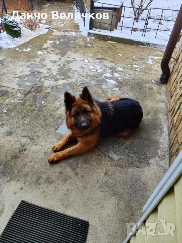 Продавам немска овчарка, снимка 3 - Немска овчарка - 53485005