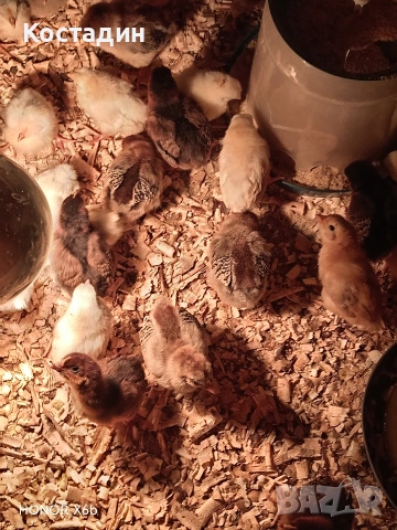 пилета катунски , снимка 5 - Кокошки и пуйки - 54087142