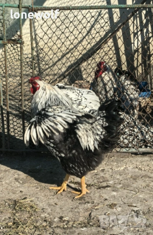 Сребърно кантиран виандот, снимка 2 - Кокошки и пуйки - 53761908