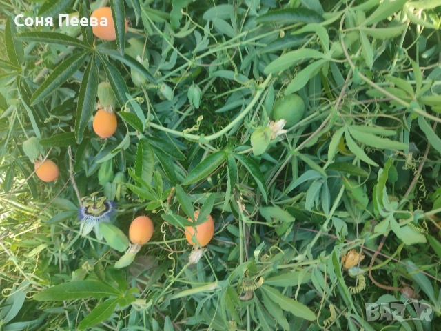 Пасифлора в контейнер, снимка 8 - Градински цветя и растения - 51752208