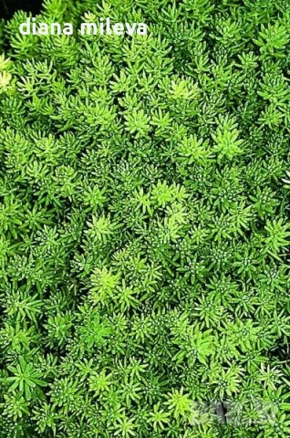Седум Хиспаникум, Испанска тлъстига, Sedum hispanicum, снимка 1