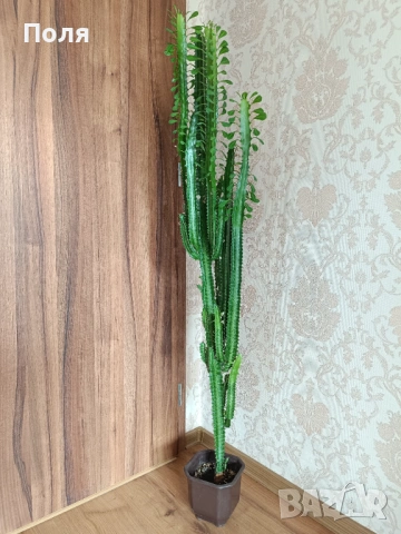 Еуфорбия тригона 125см