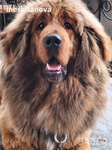 Тибетски мастиф , снимка 1