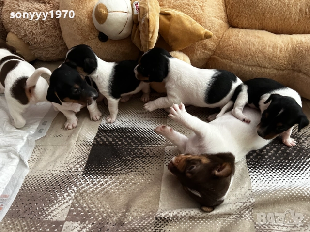 ДЖАК РЪСЕЛ 250ЛВ ЗА БРОЙ 1209252014, снимка 6 - Джак ръсел териер - 51694568