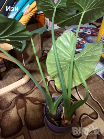 Трилистник, снимка 2 - Градински цветя и растения - 53373431