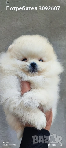 Померани момчета и момичета, снимка 4 - Померан - 53921119