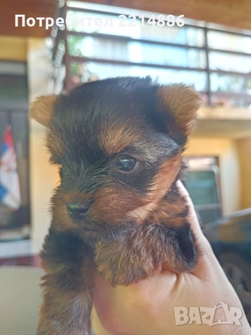 Мини йоркширски териери , снимка 6 - Йоркширски териер - 37413803