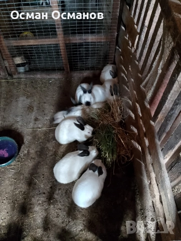 зайци, снимка 3 - Други животни - 53452866