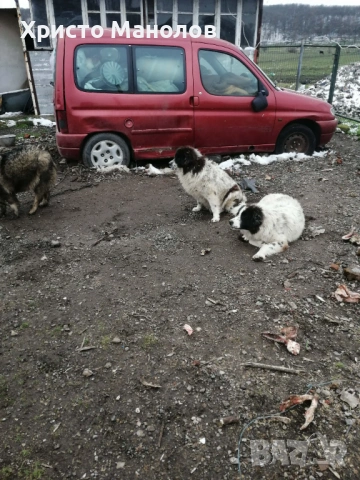 Каракачанско овчарско куче, снимка 7 - Каракачанска овчарка - 53652411