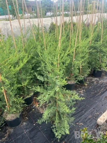 Лейландски кипарис, снимка 5 - Градински цветя и растения - 51027917