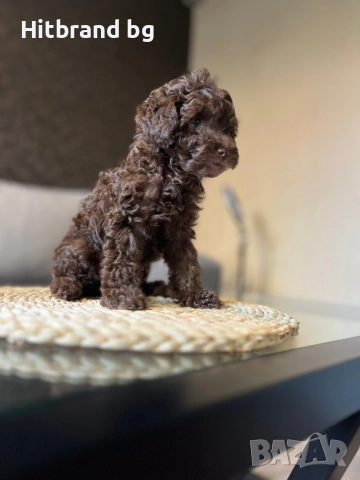 Пудел Той шоколад , снимка 2 - Пудели - 52124171