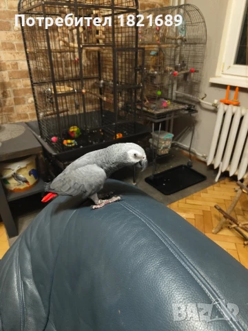 Папагал кралско жако, снимка 1