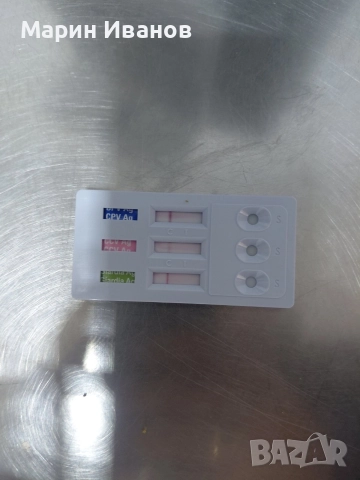 Мини пуделчета с две ваксини!, снимка 8 - Пудели - 52806037