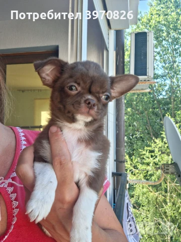 Идеално Момче Чихуахуа , снимка 8 - Чихуахуа - 50747156