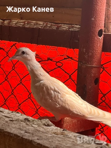 Смеещи  се гугутки, снимка 4 - Гълъби - 50999348