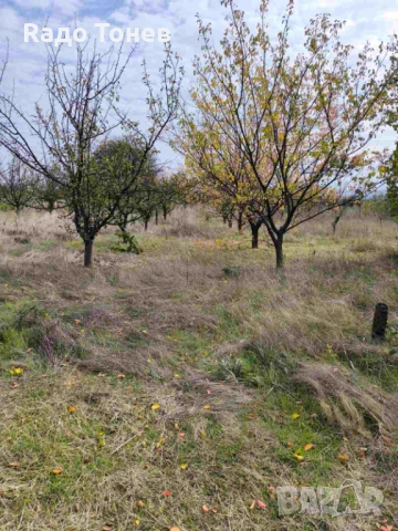 Дивдядово -Парцел с малка постройка - земеделска земя, снимка 8 - Парцели - 53995661