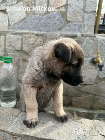 здравейте приятели продавама кангал на 1 месец и половина , снимка 3 - Кангал - 53723039