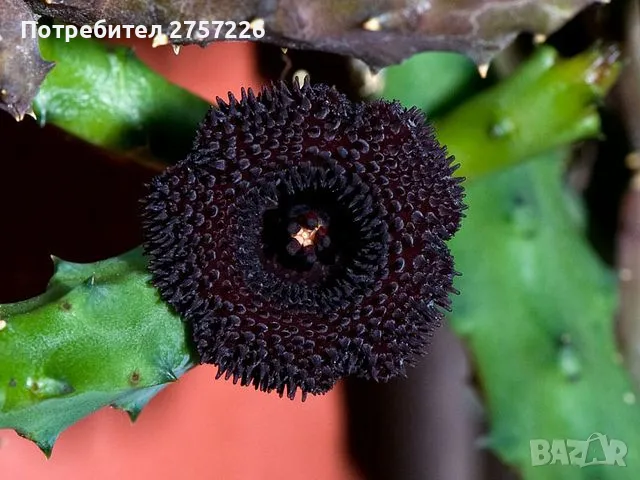 Huernia pendurata , снимка 1 - Стайни растения - 46096286