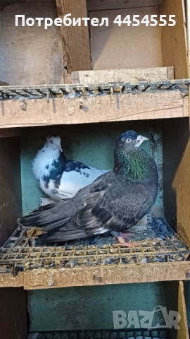 Гълъби 30 броя, снимка 10 - Гълъби - 52369901