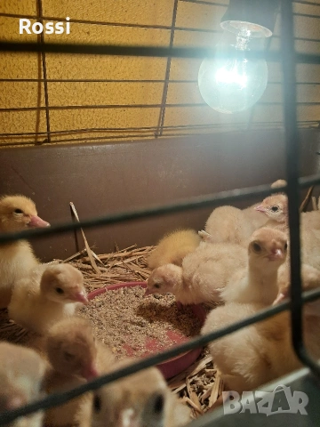 Домашни пуйчета, снимка 3 - Кокошки и пуйки - 53629531